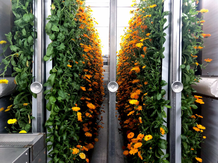 Leafy Green Machine Grinno