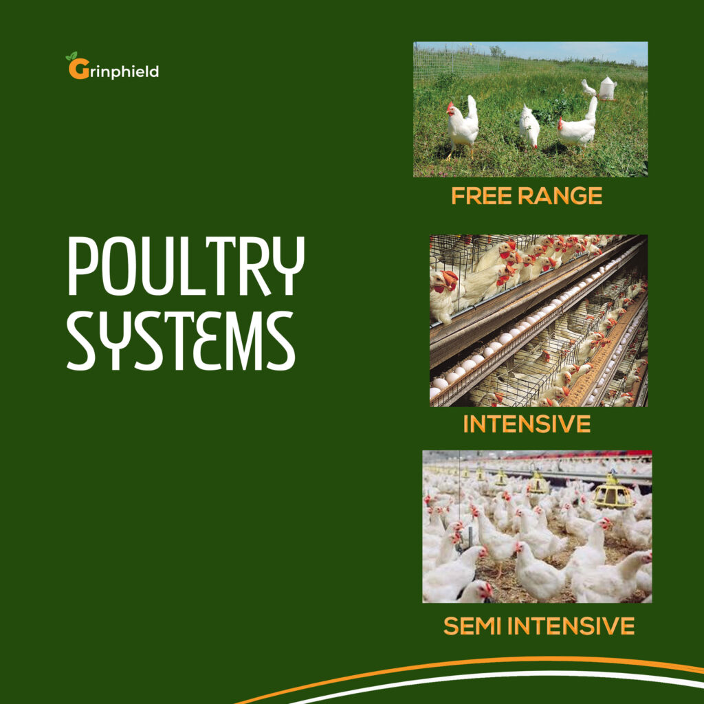 Broilers or Layers Which is more Profitable? Grinphield