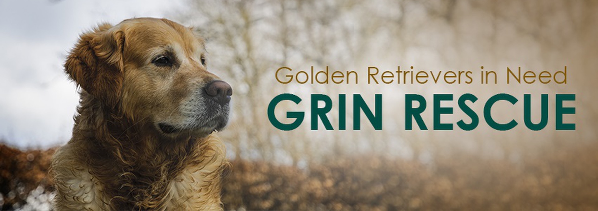Home - Golden Retrievers In Need Rescue Service, Inc