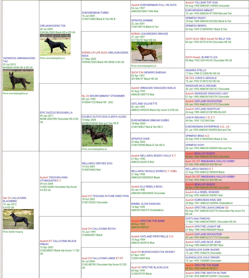 Chloris GrisoDog Academy