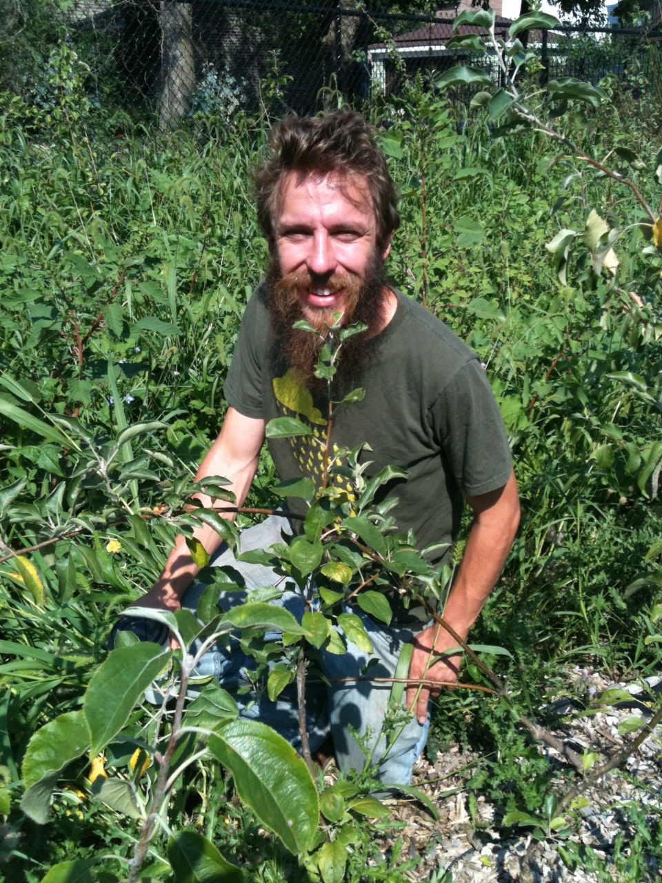 Fruits of old Chicago gears up for an urban heirloom fruit orchard Grist