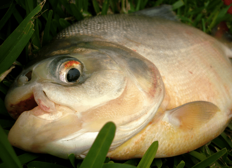 Hold on to your balls! This fish will eat them Grist