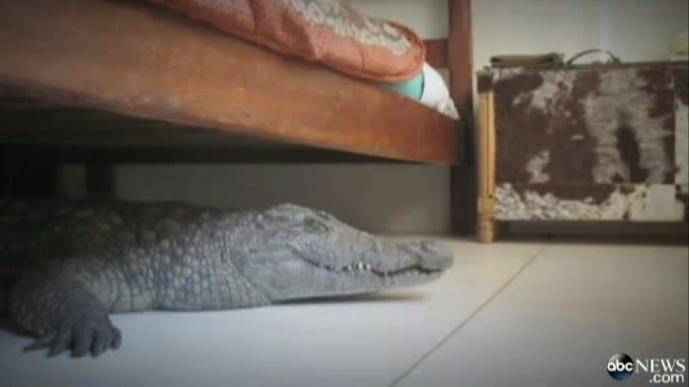 This guy spent the night with a crocodile under his bed Grist