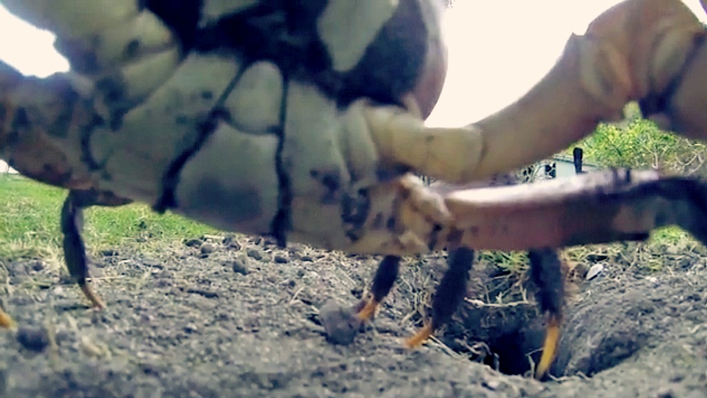 Crab creates cinema masterpiece by trying to steal a camera and bury it Grist