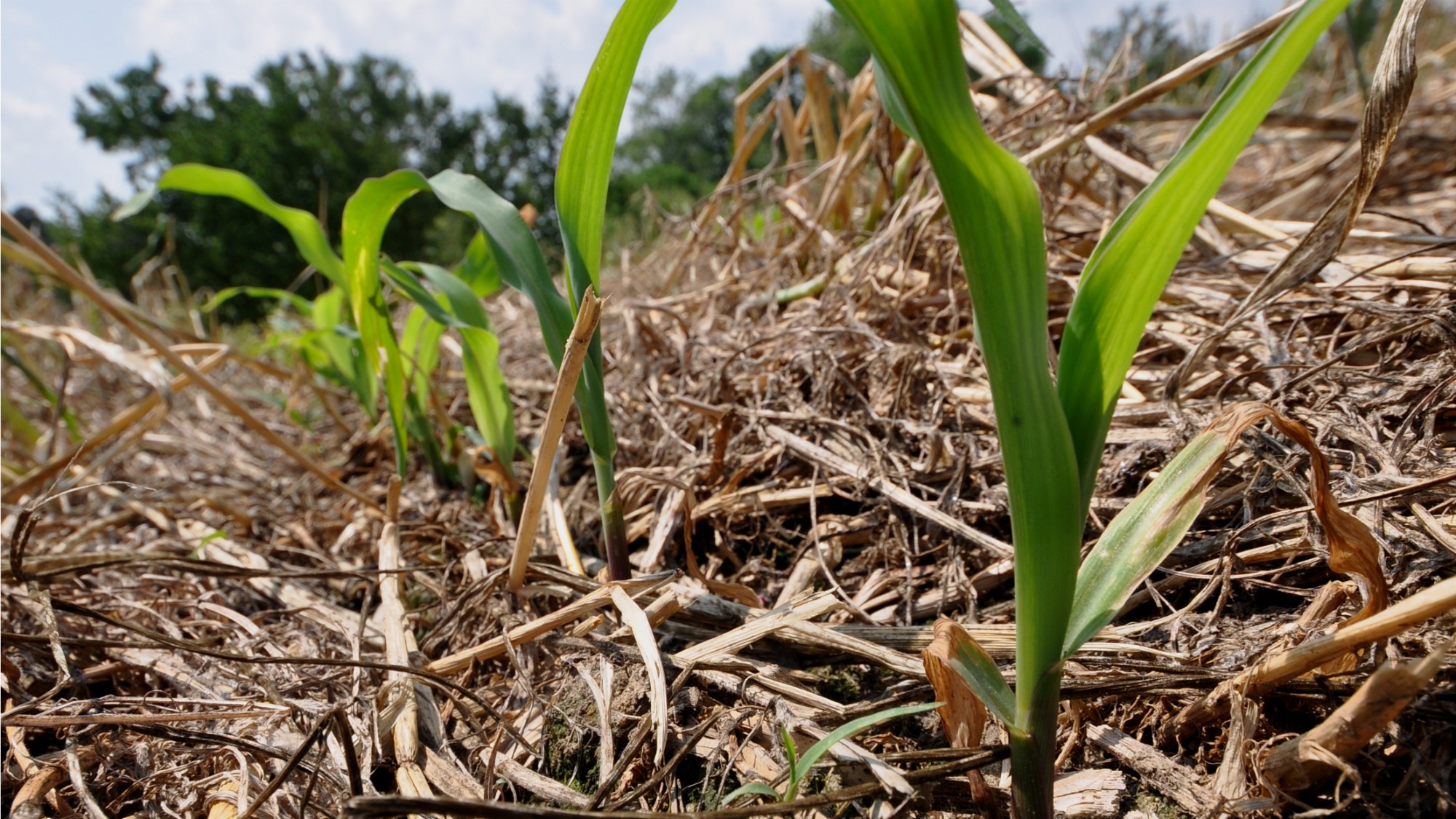 Corn wastebased ethanol could be worse for the climate than gasoline
