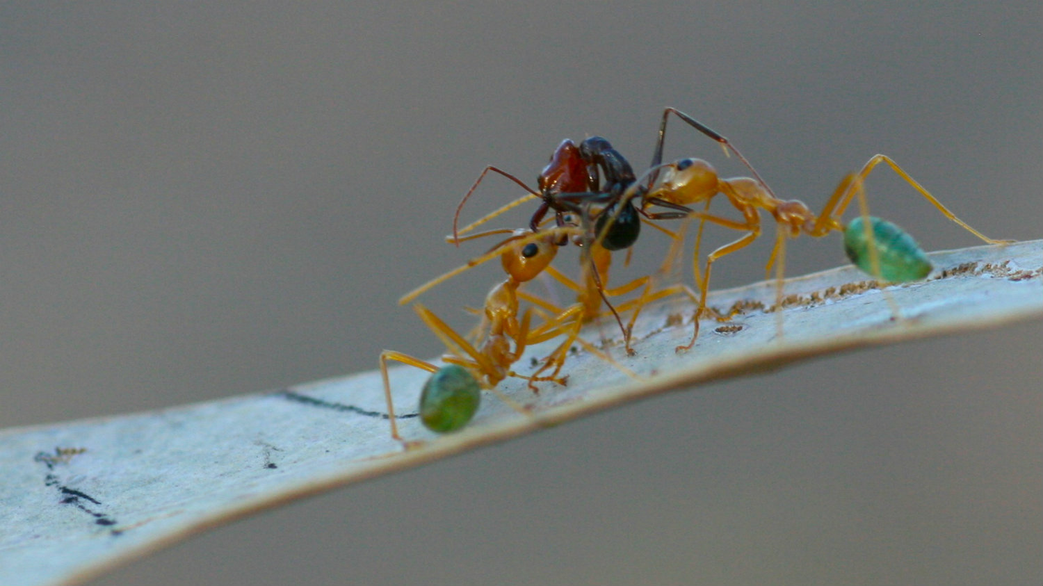 When they're not busy weaving leaves, these ants make great