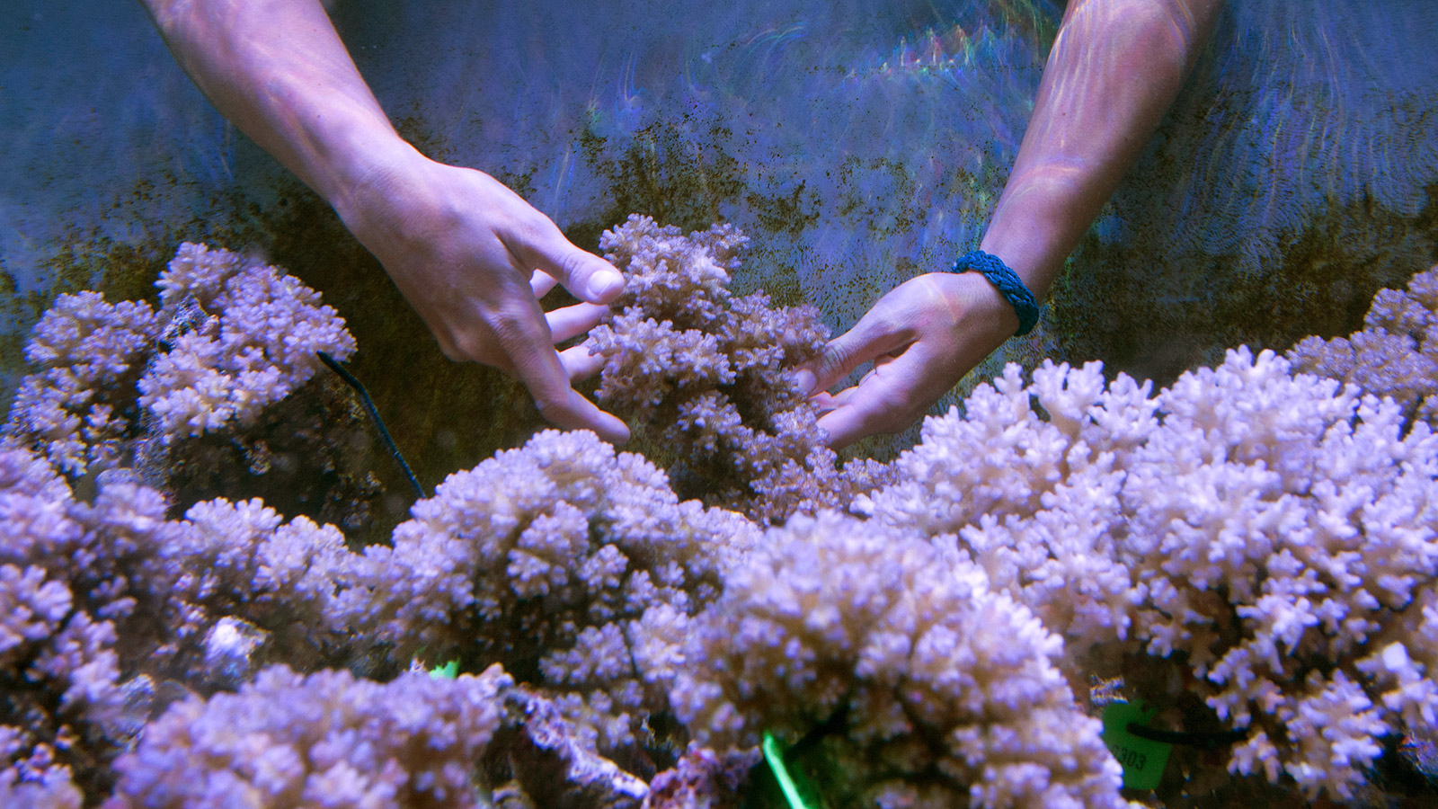 Coral reefs are in trouble. Meet the people trying to rebuild them Grist