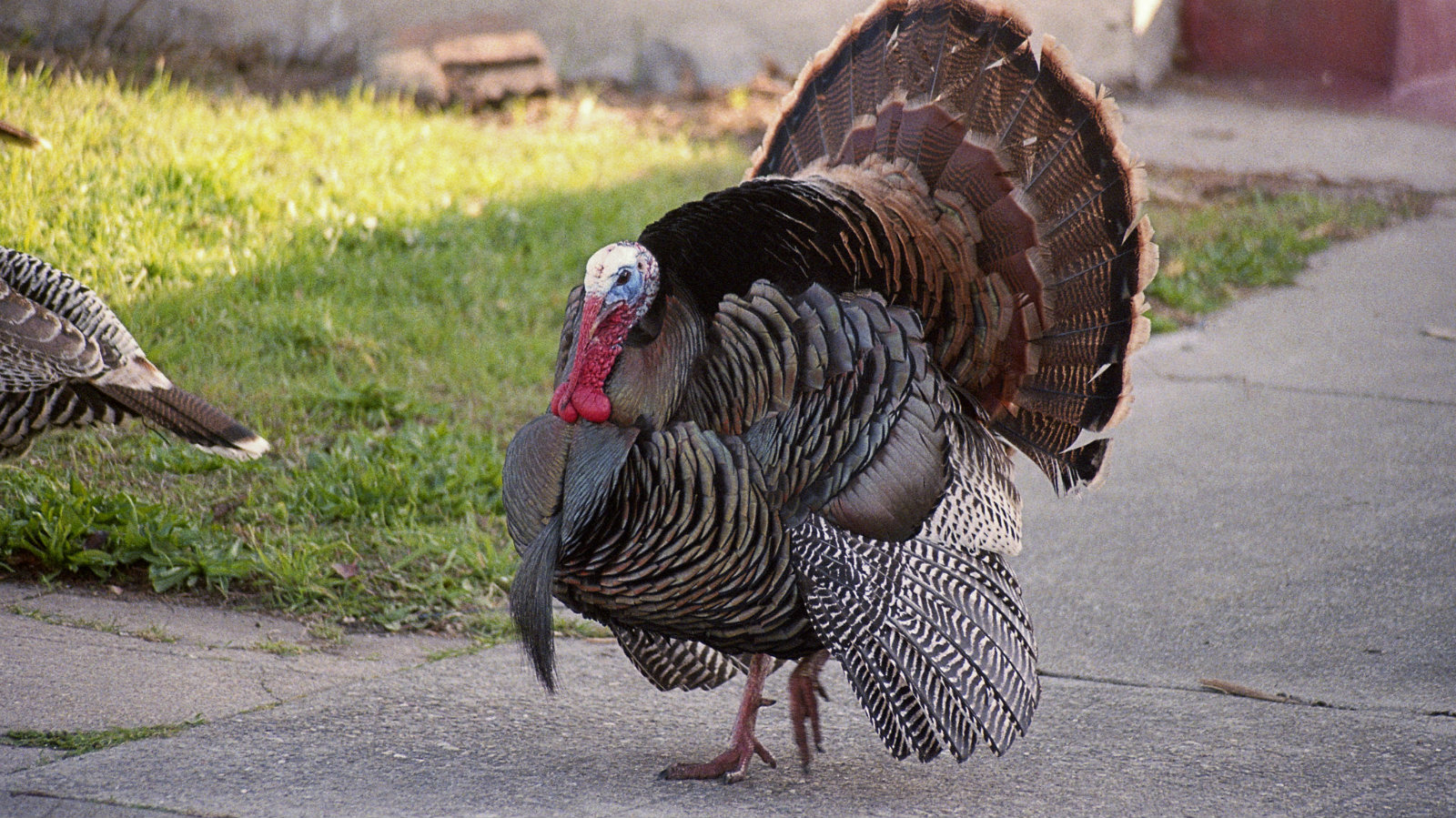 Wild turkeys are tough birds. Here's why you should hunt and cook them