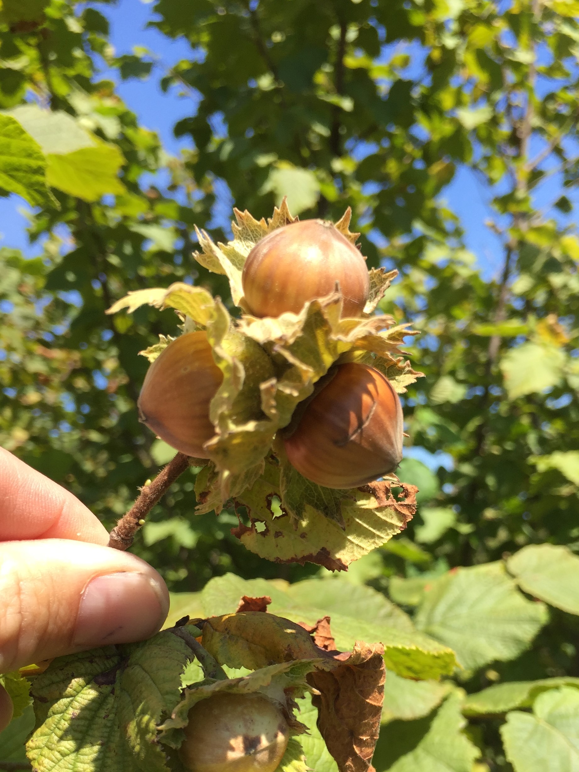 How to protect our food from a crazy climate? Consider the hazelnut