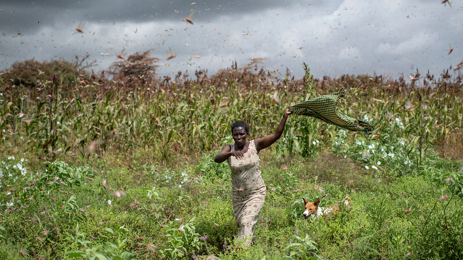 Climate change helped spawn East Africa's locust crisis Grist