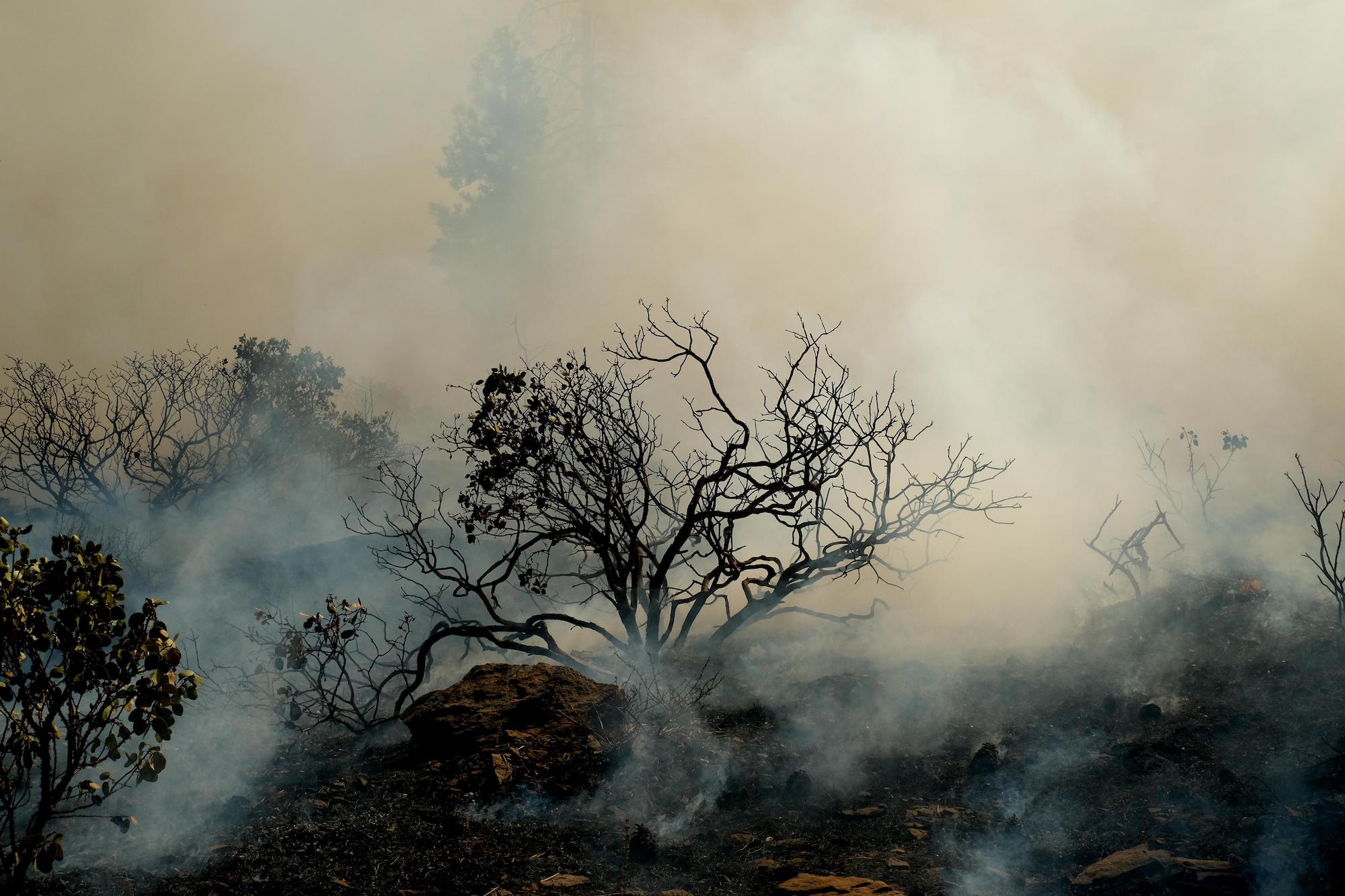 The forests backing California's carbon offsets are burning up Grist