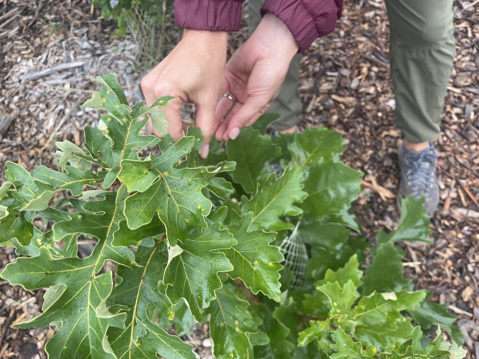 What the bur oak can tell us about forests in the warming world Grist