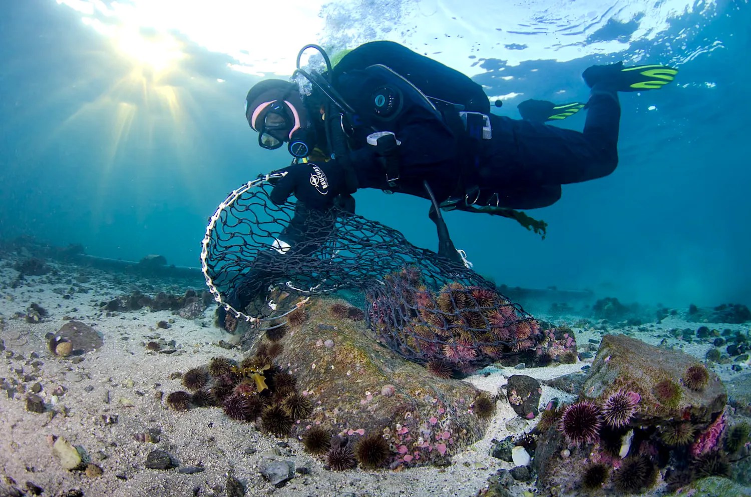Kelp forests face heat, but eradication and biotech rush