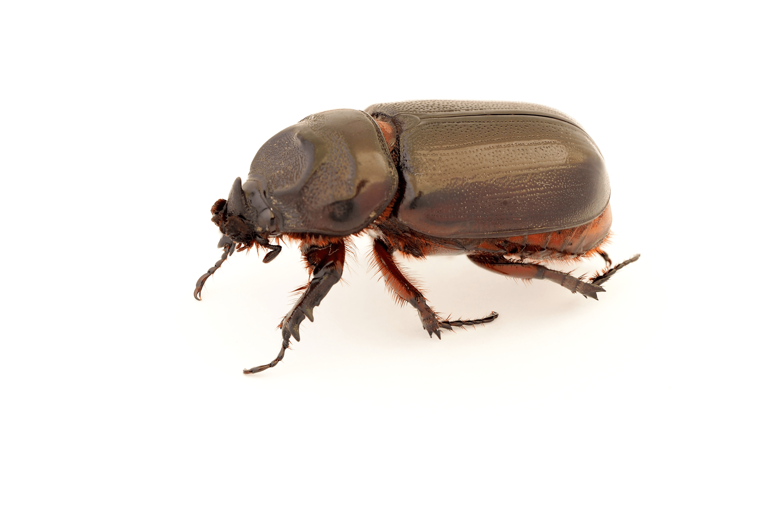 Beetle Grizz Pest Management, Inc.