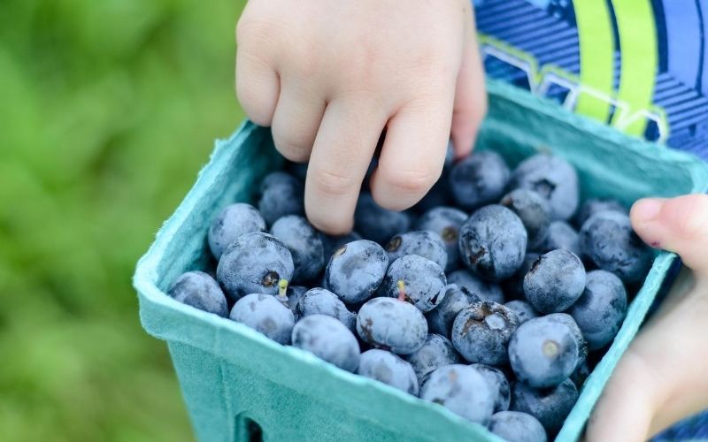 The Best West Michigan UPick Farms Blueberry Picking, Strawberry