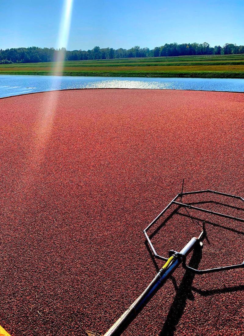 TWO Days ONLY! Cranberry Harvest Days in Michigan Oct 2024