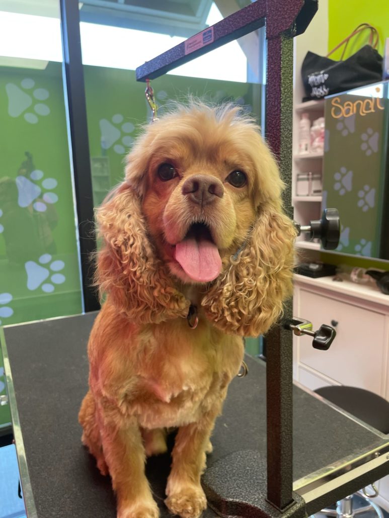 Splash and Dash Greater Raleigh Merchants Association