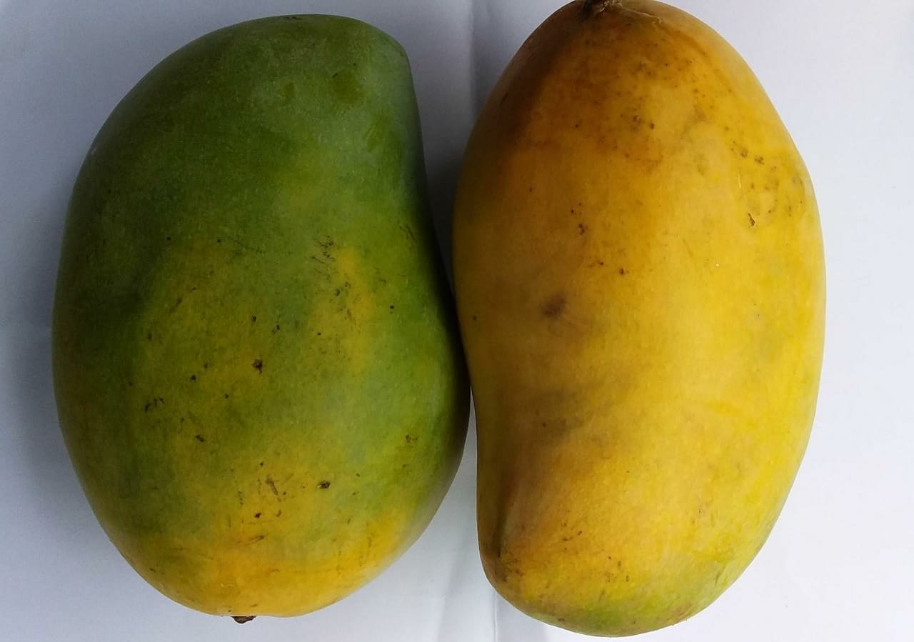 Mango Pedda Rasalu (1 kg) GroAxo