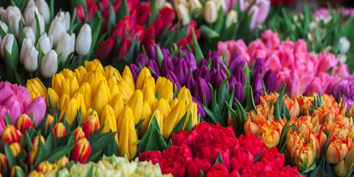 Top 13 Most Profitable Crops To Grow GroCycle