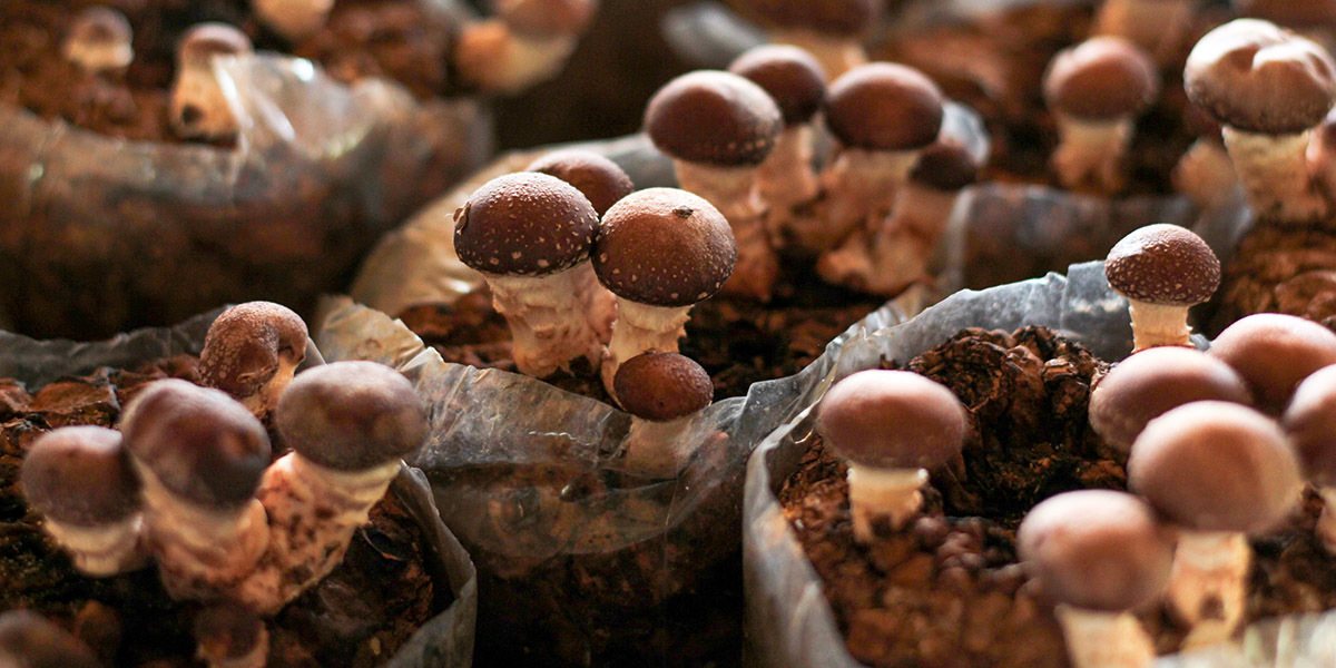How To Grow Shiitake Mushrooms The Ultimate Guide GroCycle