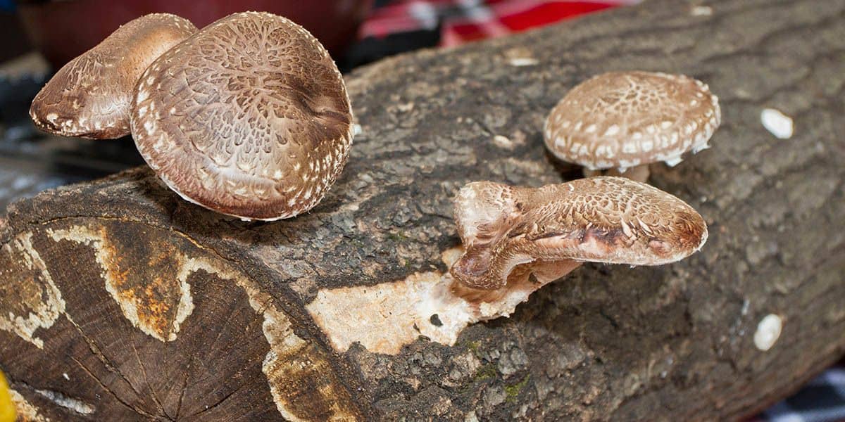 How To Grow Shiitake Mushrooms The Ultimate Guide GroCycle