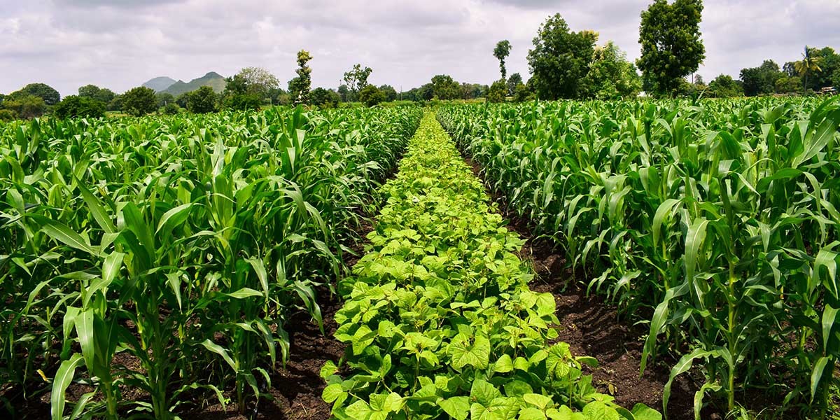 Regenerative Agriculture Ultimate Guide and Examples GroCycle