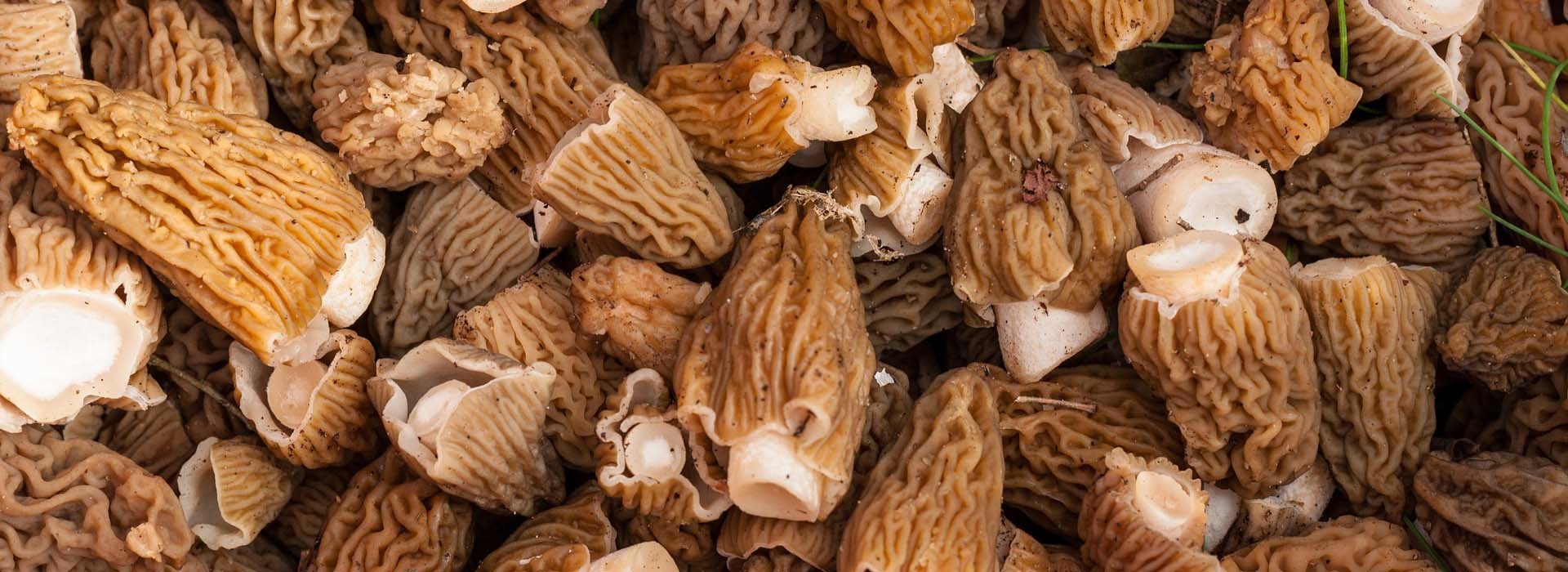 Complete Guide To Morel Mushrooms GroCycle