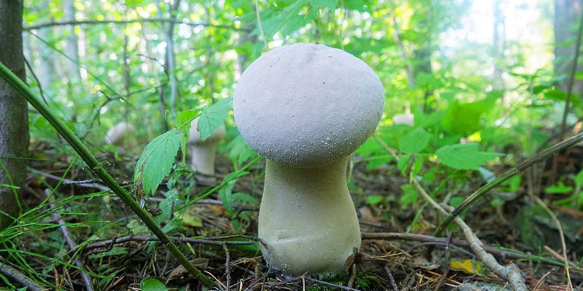 Puffball Mushrooms The Ultimate Guide GroCycle