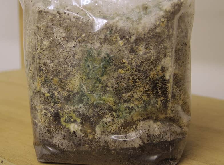 How To Grow Oyster Mushrooms The Ultimate Step By Step Guide GroCycle