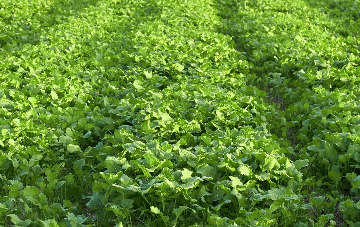 What is Green Manure? Everything You Need to Know GroCycle