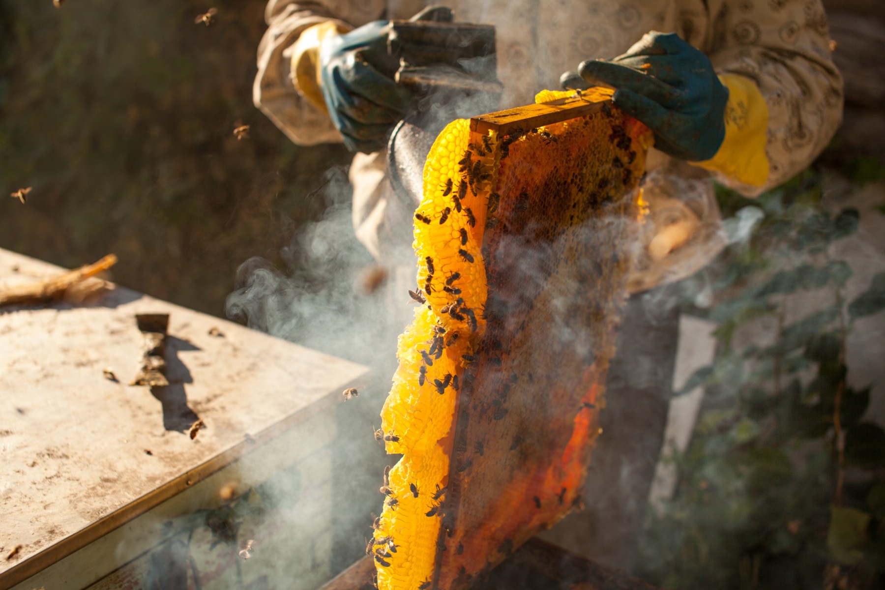 Beekeeping for Profit A Guide to Making Money with Bees GroCycle