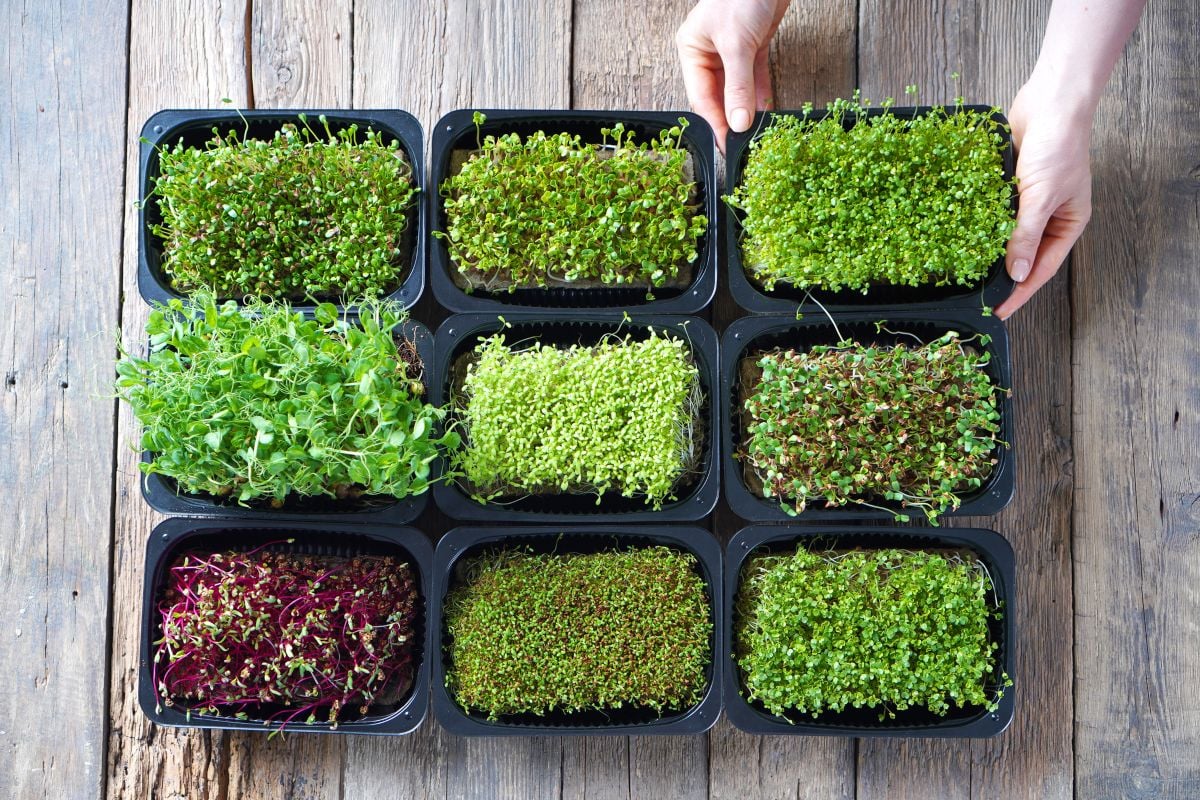 How To Grow a Microgreens Garden in 7 Easy Steps GroCycle
