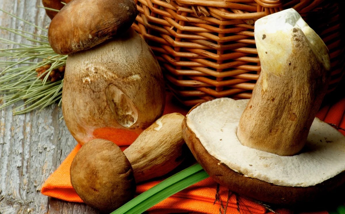 Can You Eat Mushroom Stems? How to Cook With Them GroCycle