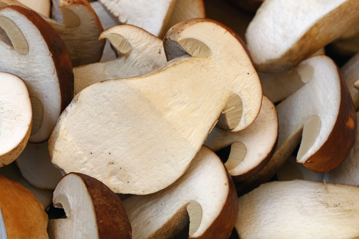 Can You Eat Mushroom Stems? How to Cook With Them GroCycle