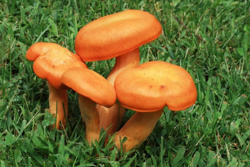 Backyard Mushrooms What They Are + Why They're Growing There GroCycle