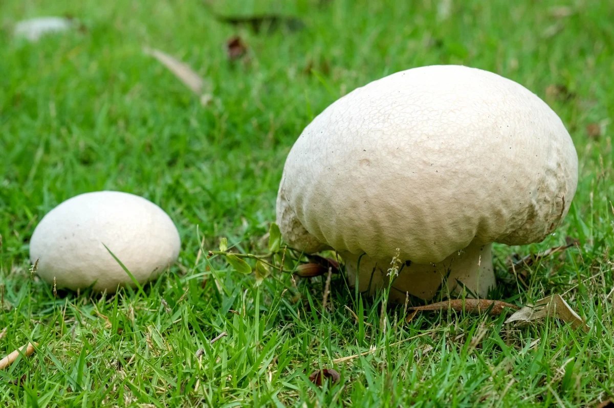 Backyard Mushrooms What They Are + Why They're Growing There GroCycle