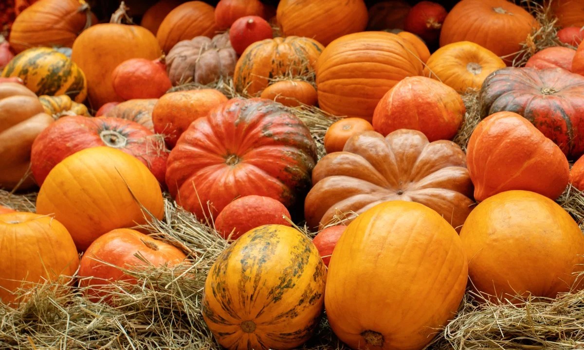 Can You Make Money Growing Pumpkins? What You Need to Know GroCycle