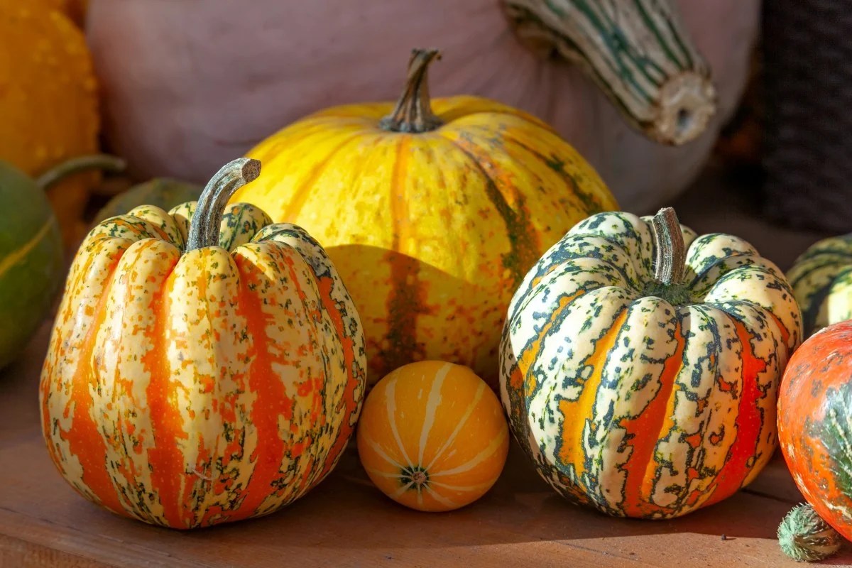 Can You Make Money Growing Pumpkins? What You Need to Know GroCycle