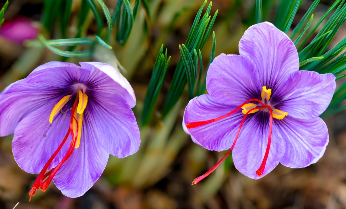 How to Grow Saffron for Profit Tips for Successful Selling GroCycle