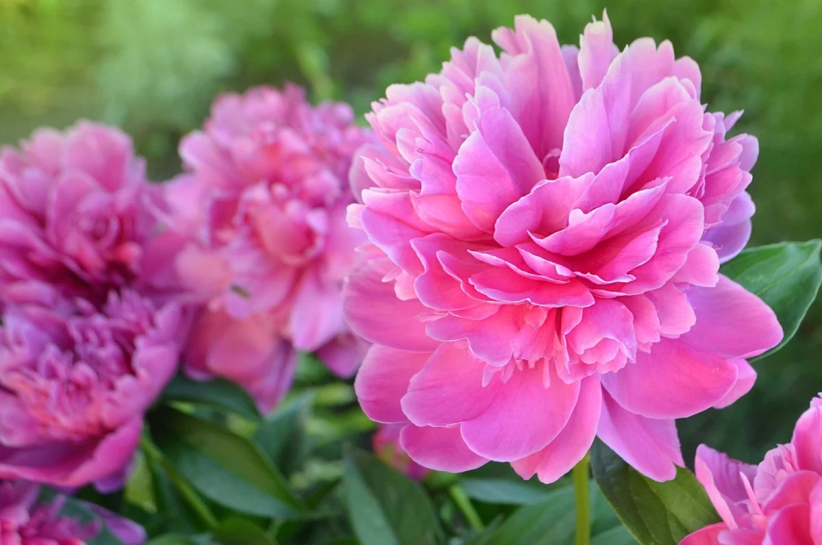 How to Grow Flowers for Profit The Beginner’s Guide GroCycle