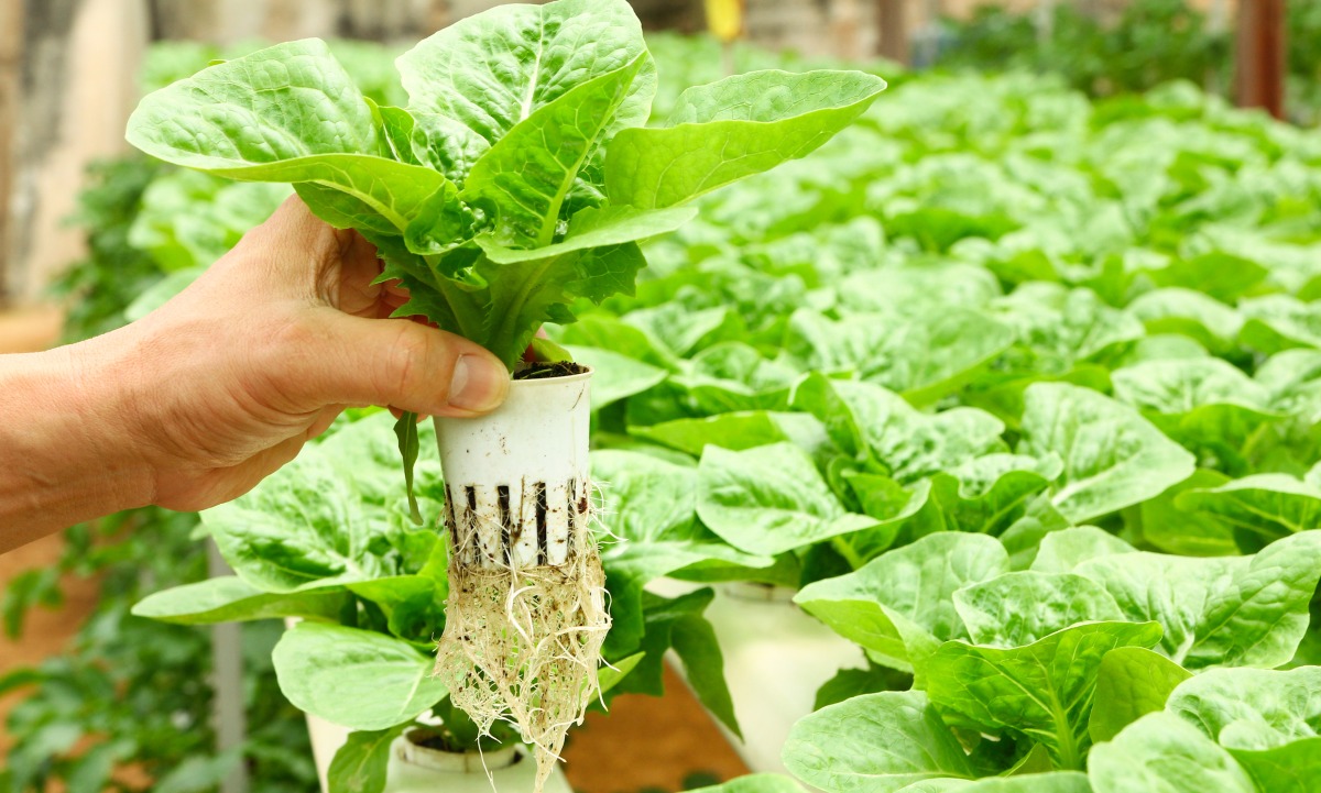 Beginners Guide to Growing with Hydroponics GroCycle