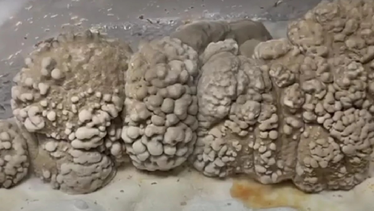 How to Grow Maitake Mushrooms A StepbyStep Guide GroCycle