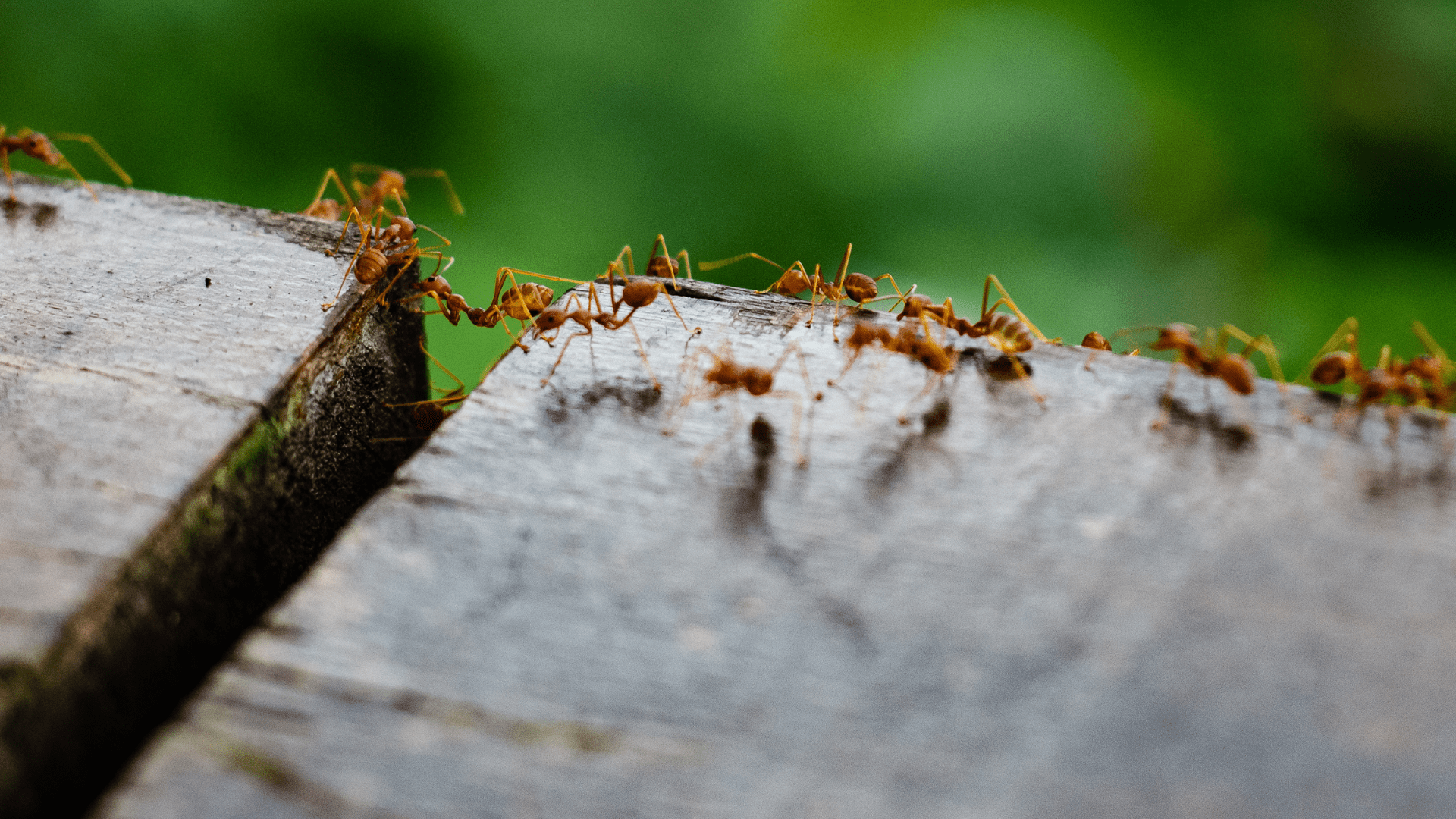 Fire Ant Infestations LongTerm Solutions for Texas Homeowners GroGreen
