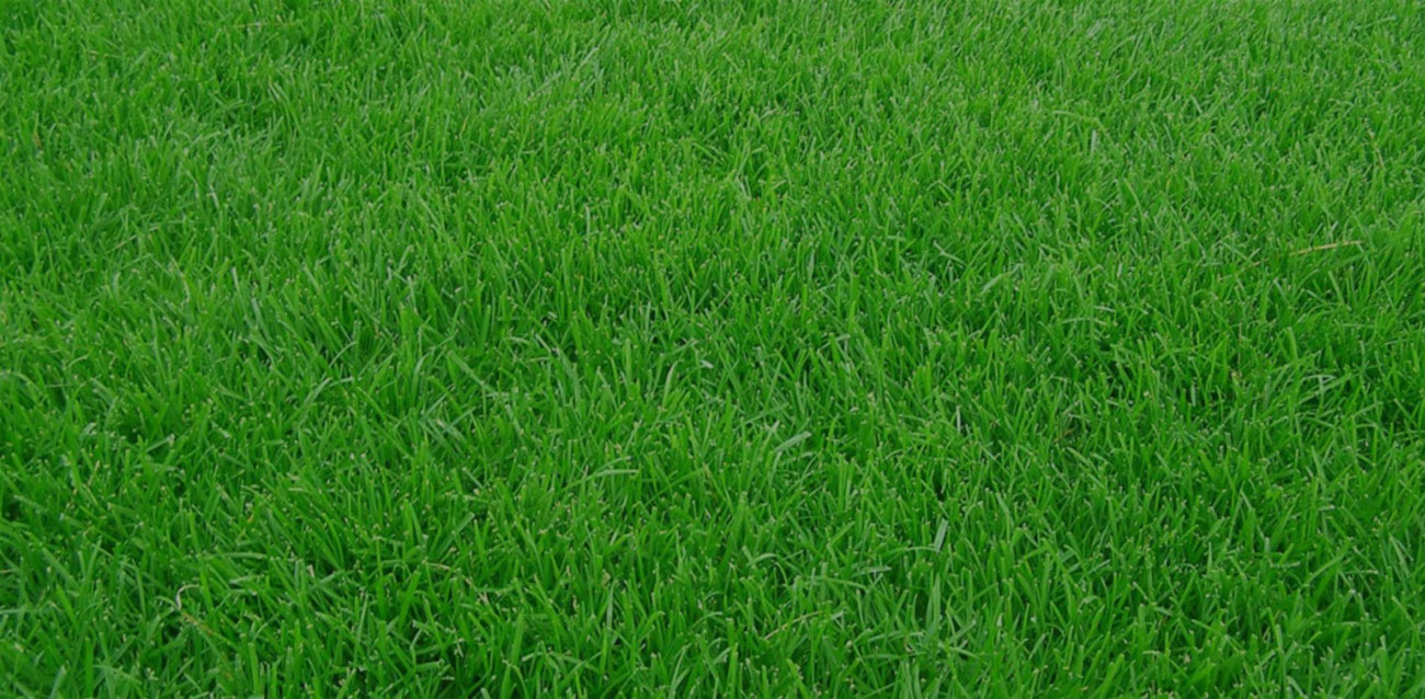 Sod Supplier Eagle Mountain Utah Sod King