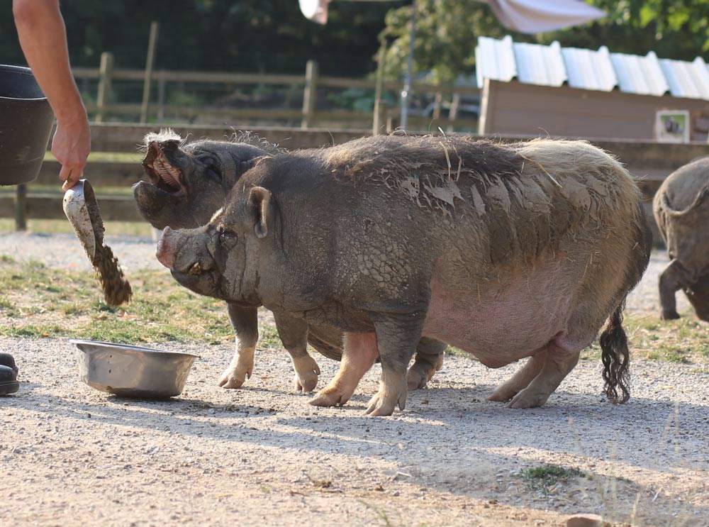 Tout savoir sur le cochon nain vietnamien (mini cochon micro cochon)