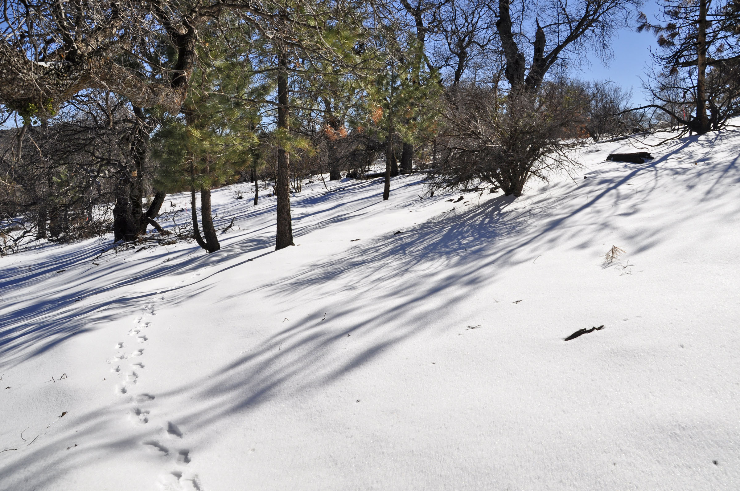 Laguna Mountains « GrokSurf's San Diego