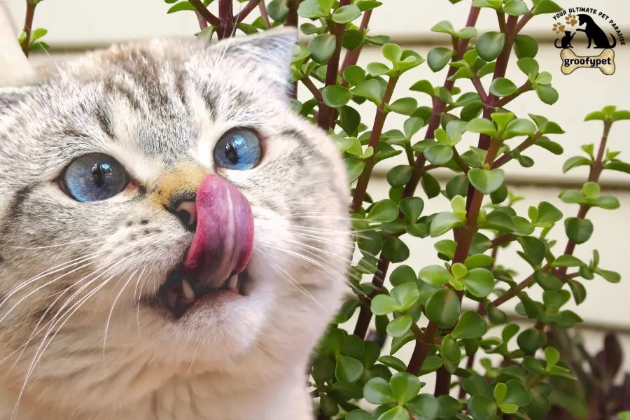 Are Jade Plants Toxic to Cats Protect Your Cat From This Silent Threat