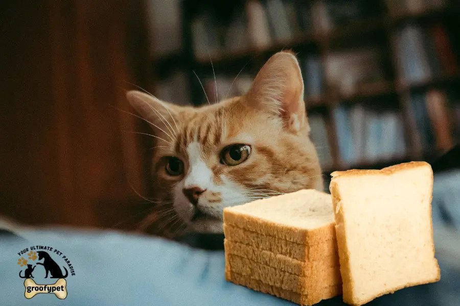 Can Cats Eat White Bread What Every Loving Cat Owner Should Learn