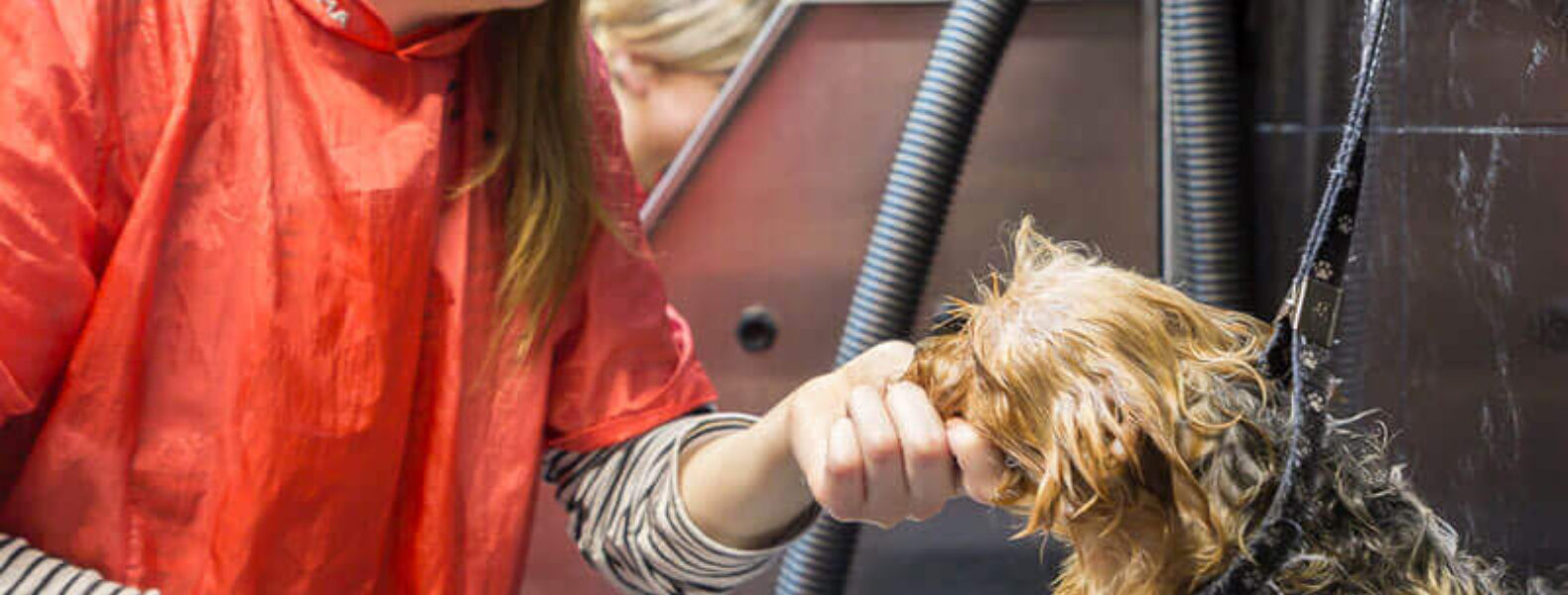 Intensive Weekday Level 3 Diploma in Dog Grooming Groomarts Dog