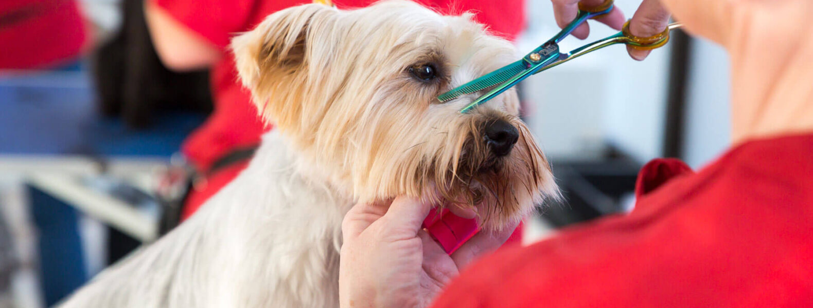 What can you charge for Dog Grooming? Groomarts Dog Grooming Course